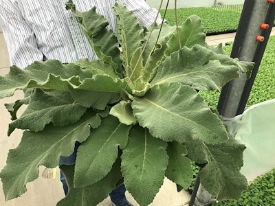 Common Mullein Used As Banker Plant For Dicyphus Hesperus