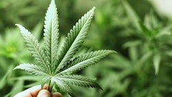 Hand Holding Marijuana Leaf Adobe Stock Credit Yellowj