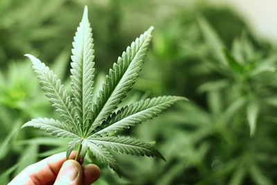 Hand Holding Marijuana Leaf Adobe Stock Credit Yellowj