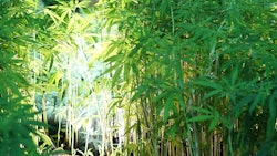 Hemp Glowonconcept