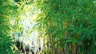 Hemp Glowonconcept