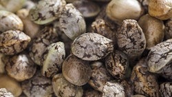 Hemp Seed Elroi