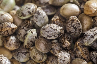 Hemp Seed Elroi