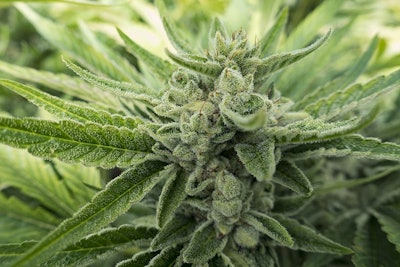 Marijuana Bud Close Up Adobe Stock Credit Cascade Creatives Resized