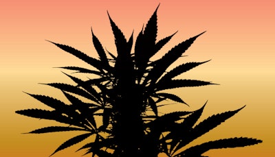Tomorrow In Cannabis Fmt