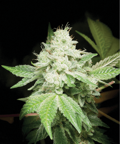 Breeders Brief Use Fmt