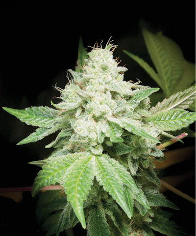 Breeders Brief Use Fmt