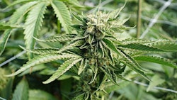 Cannabis Cascade Creatives