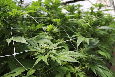 Cannabis Noacommendador