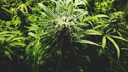 Cannabis Openrangestock