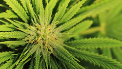 Cannabis Plant1