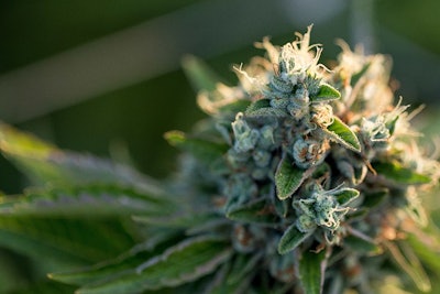 Cannabis Ryland Zweifel