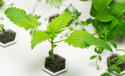 Cannabis Hydroponics Supply