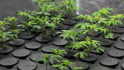 Cannabis Clones Adobe Stock Credit Kyle Resized