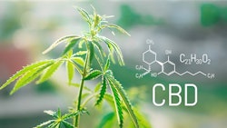 Cannabis Plant Cbd Chemical Formula Adobe Stock Credit Aleksandr Resized