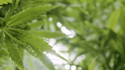 Cannabis Plants Adobe Stock Credit Cascade Creatives Resized