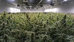 Grow Resized