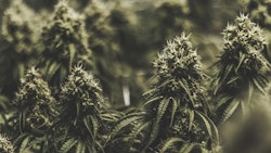 Marijuana Plant Indoors Adobe Stock Credit Kyle Resized
