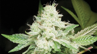 Original Glue Resized