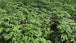Sparx Cannabis
