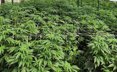 Sparx Cannabis