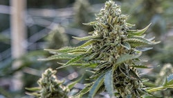 Cannabis Plant Patents