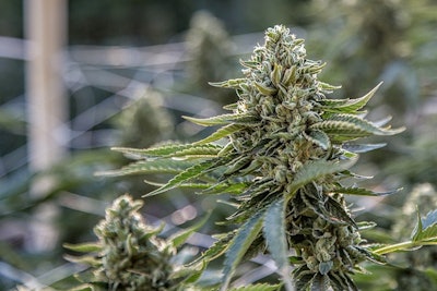 Cannabis Plant Patents