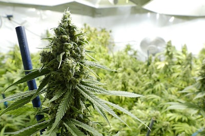Cannabis Plants Patents Biotech