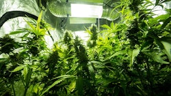 Cannabis Growing Indoors Adobe Stock Credit Aleksander Kamasi Resized