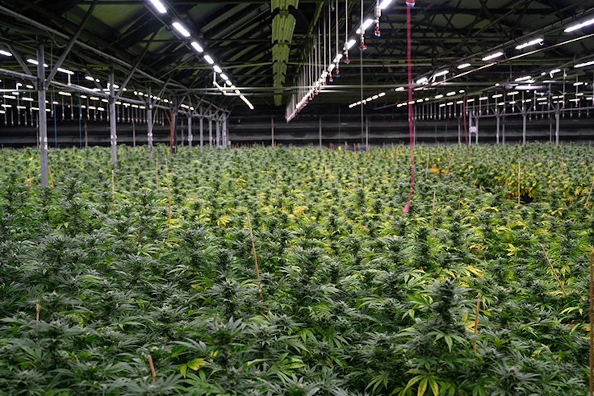 How Cannabis Cultivators Can Factor DLI into Their Lighting Plans |  Cannabis Business Times