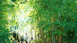 Hemp Glowonconcept