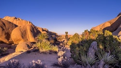 Joshua Tree National Park Adobe Stock Credit Jeff Whyte Resized