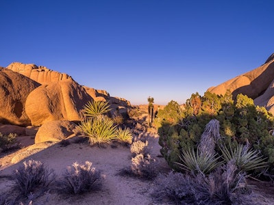 Joshua Tree National Park Adobe Stock Credit Jeff Whyte Resized