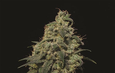 Sage Cannabis Strain Mojave Richmond
