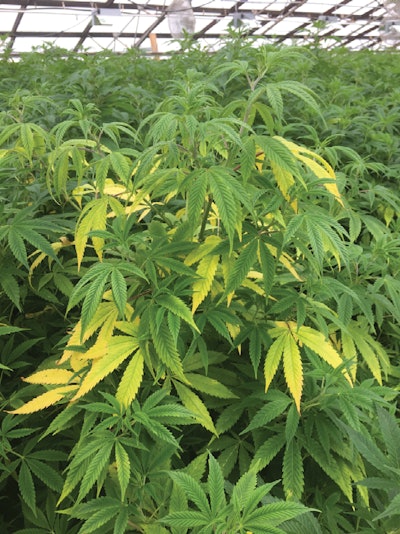 1 Hemp Middle Yel8862 Fmt