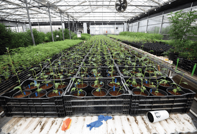 20190613 Glass House Farms 004 Fmt