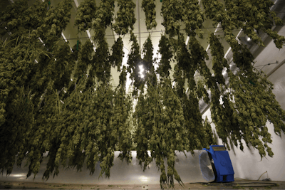 20190613 Glass House Farms 049 Fmt