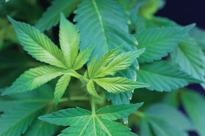 3 Hemp S2802 Fmt