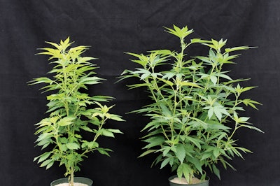 4 Hemp S2731 Fmt