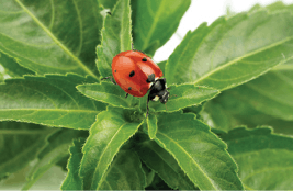 Arbico Organics Ladybug Cannabis 1 Fmt