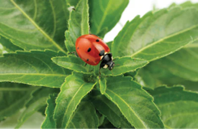 Arbico Organics Ladybug Cannabis 1 Fmt
