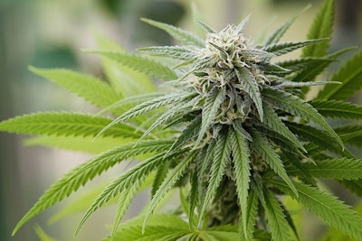 Cannabis Flower Melica
