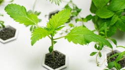 Cannabis Hydroponics Supply