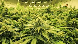 Cannabis Plants Flowering Indoor Credit Alex Resized