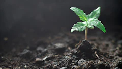Cannabis Seedling Adobe Stock Credit Cendeced Resized