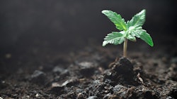 Cannabis Seedling Adobe Stock Credit Cendeced Resized