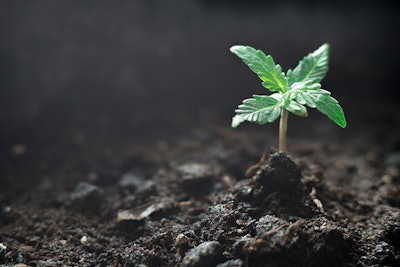 Cannabis Seedling Adobe Stock Credit Cendeced Resized