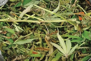 Cannabis Waste For Cbt Fmt