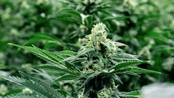 Canntrust Canada Investigation Audit Unlicensed Grow Rooms