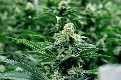Canntrust Canada Investigation Audit Unlicensed Grow Rooms